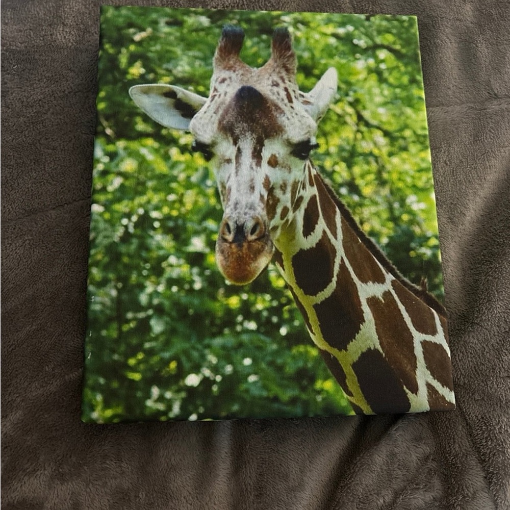 Giraffe picture